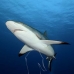 shark_reef_grey_ver_v_0646_yap2104.jpg